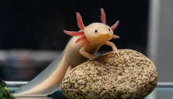 My Dream Pet