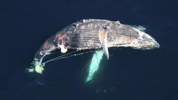 The Entangled Whale