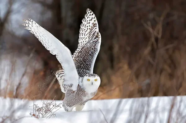 How Owls Survive the Winter Outside