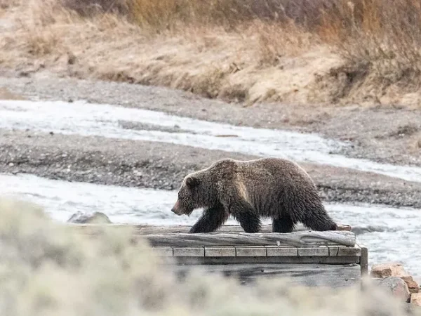 Grizzly Attack in Yellowstone