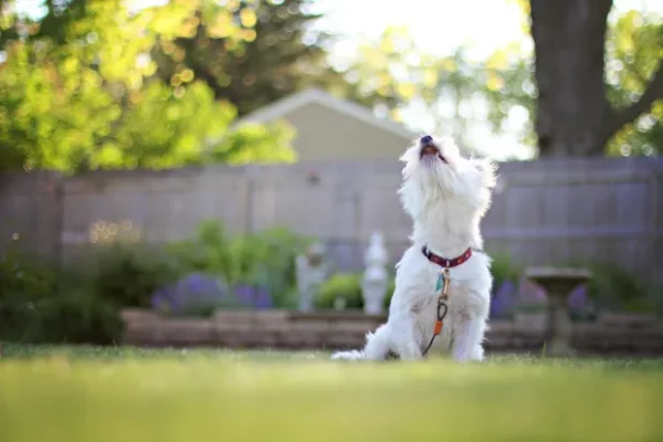 My Neighbors Dog