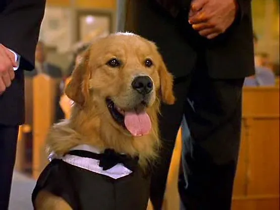 “Air Bud: World Pup”: The World Cup Scene Still Talked About