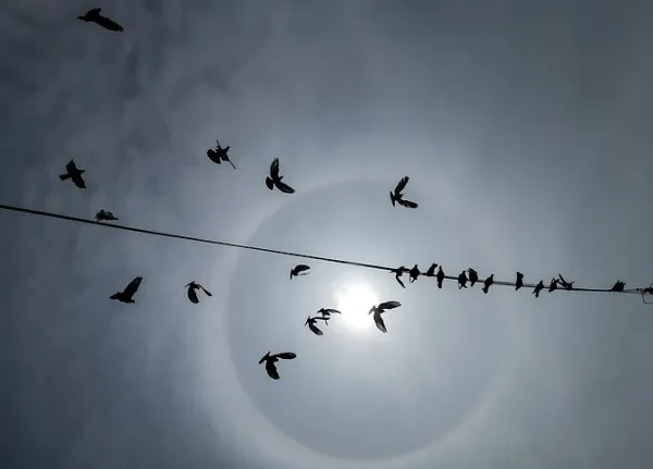 Dead Birds Near Power Lines Aren’t Electrocuted