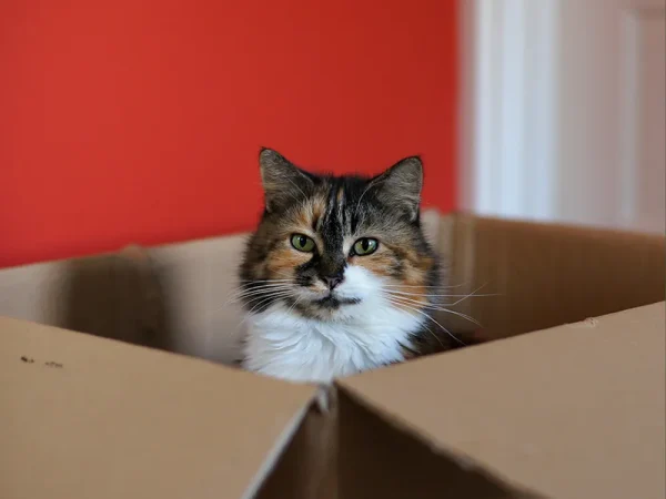 A cat in a box