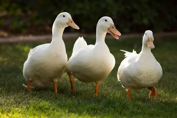 Ducks