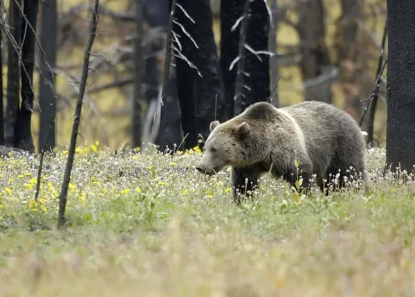 Fatal Grizzly Attack Renews Debate Over How Many Bears are Too Many