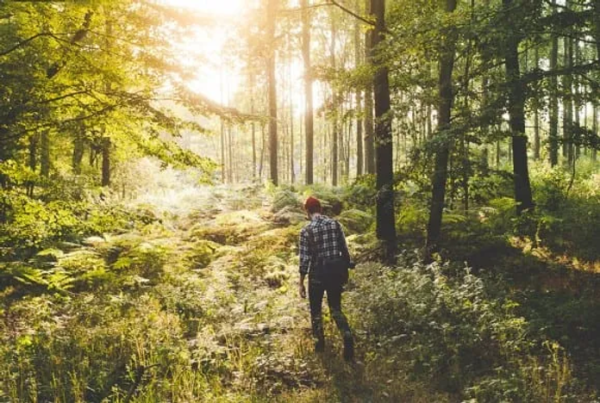 A stroll in the woods