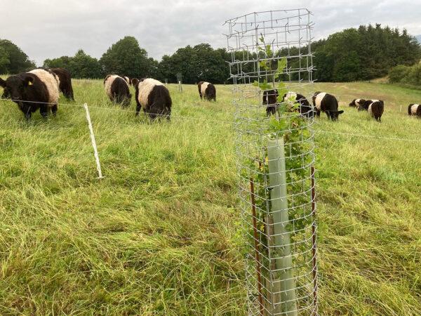 Irish farmers are reinventing their farms to save the endangered corncrake