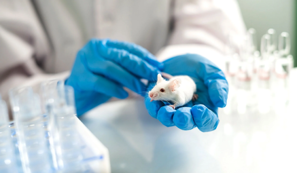 Synthetic Mice Embryos Made in Labs Pave the Way for Medical Transplants