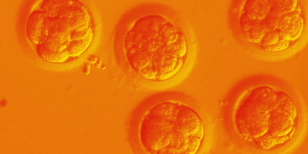 Scientists create embryo by chemical synthesis, they might have figured out a way to heal humans