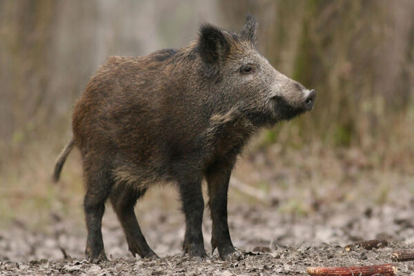 Wild Boars Wreak Havoc in Rome