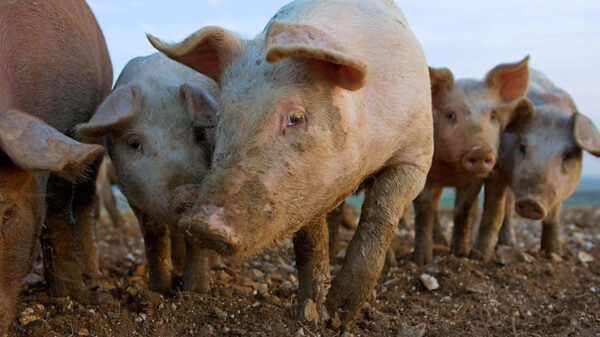 Scientists revive pigs that have been dead for more than an hour using modern technology