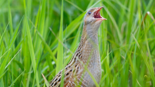 Ireland’s Corncrake Call