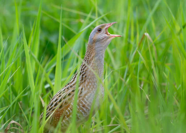 The Corncrakes are Becoming a Species Seldom Heard of After New Agricultural Practices