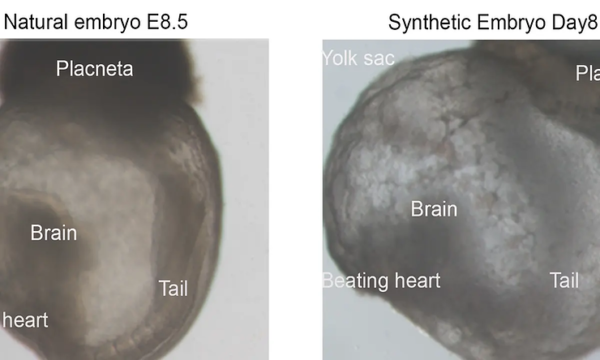 Scientists Develop Synthetic Mouse Embryos from Stem Cells