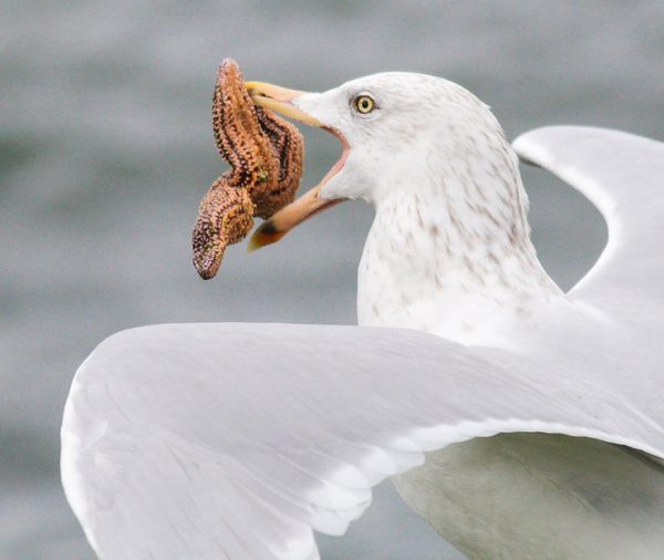 Thick-Skulled, Baby-Eating Seagulls