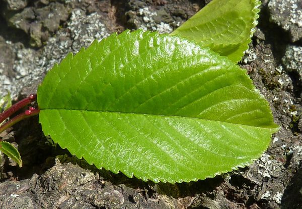 The Katsura Tree Leaf