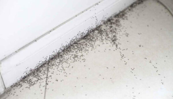 In NYC, ants are climbing up to the highest floors of apartments