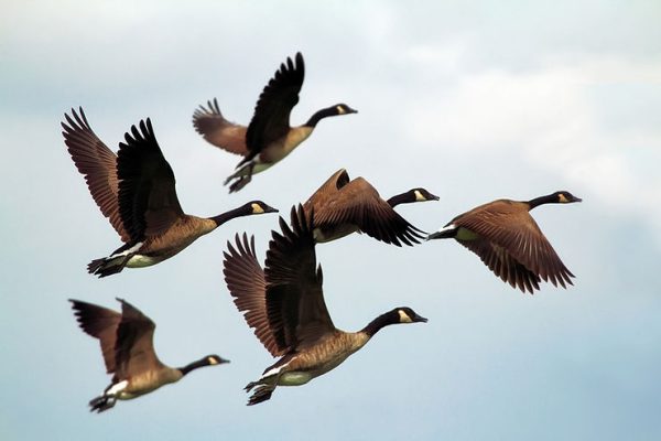 A Myth to Explain Why Birds Migrate in Winter