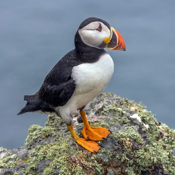 Puffins