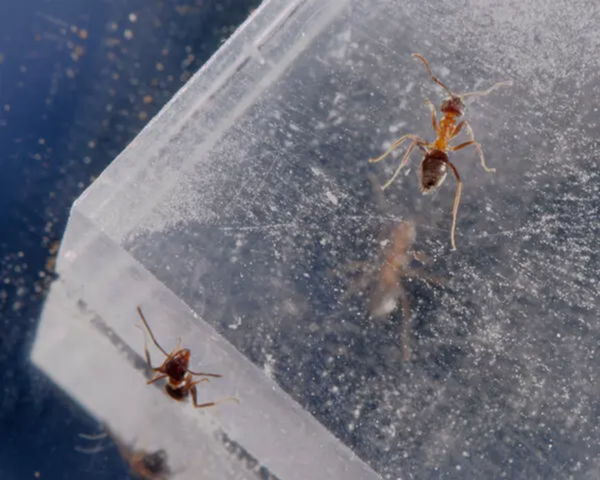 Ants Discovered in Apartments in New York