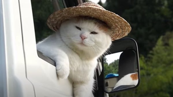 The Cat with a Hat