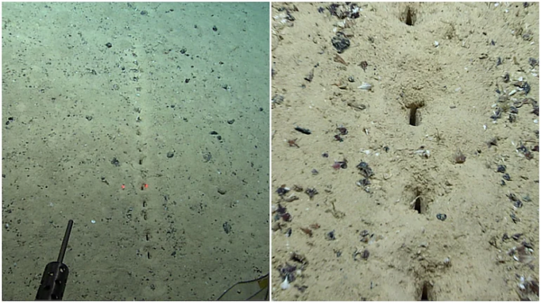 Mysterious Holes in the Ocean Floor