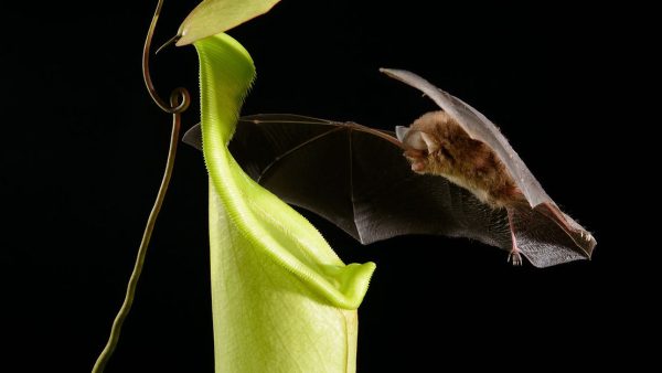 Bats, Cats, and Venus Flytraps