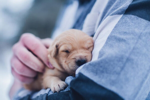 Pets: A Solution to Mental Health Problems Among Children?