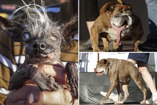 World’s Ugliest Dog Contest