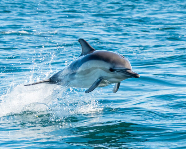 Five Fascinating Facts About Dolphins