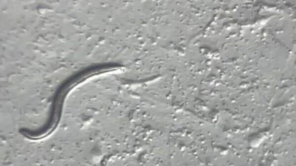 Worms Revived After 46,000 Years Frozen in Siberian Permafrost