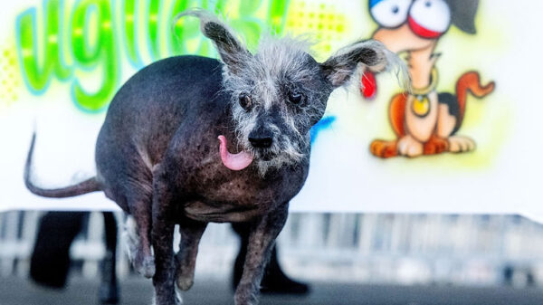 Scooter Wins 2023 Ugliest Dog Contest