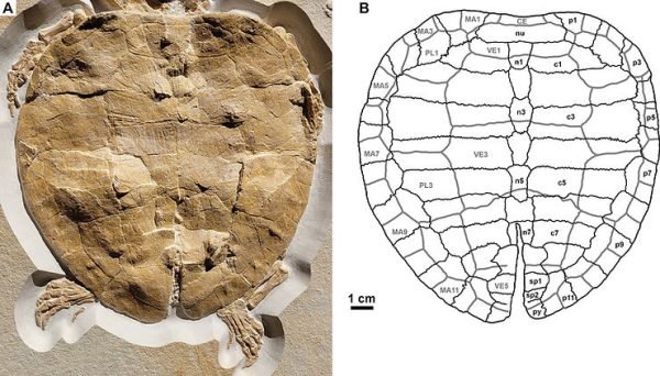 150 Million Year Old Perfectly Preserved Pancaked Turtle Fossil Found