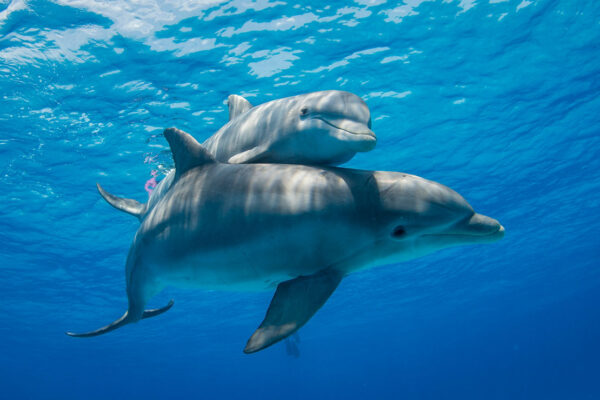 Dolphin Mothers Use Baby Talk to Call Their Babies in a recording Show