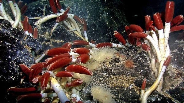 Tubeworms and Other Strange Deep Sea Creatures Studied