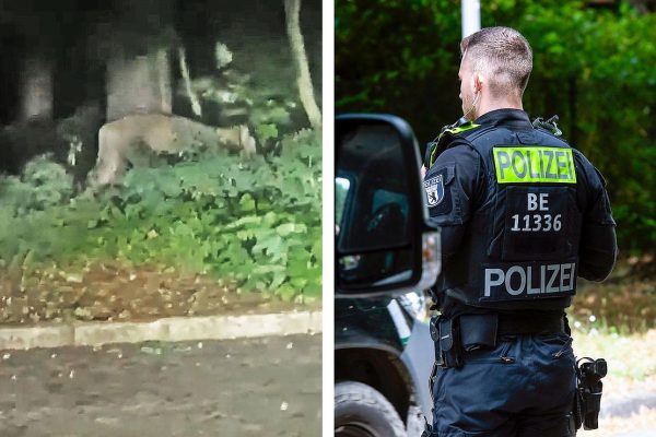 How the Hunt for a Lioness Near Berlin Turned Into a Wild Boar Chase