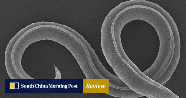 2 Roundworms Said to be 46,000 Years Old Revived from Permafrost