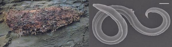 Worms Brought Back From the Siberian Permafrost from 46,000 Years Ago