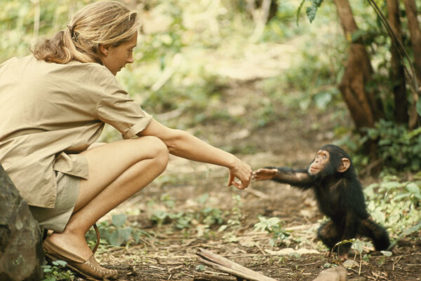 Jane Goodall, A Person Dedicating Her Whole Life To Protecting The Chimpanzees