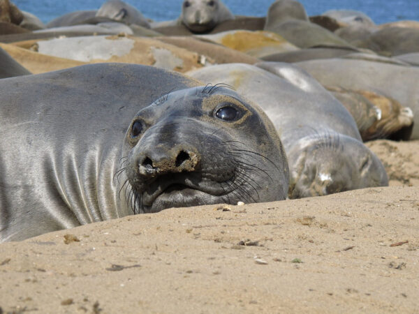 Northern Elephant Seals Sleep Very Little