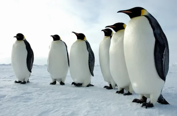 Graceful Penguins: Seven Haikus