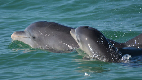 Dolphin Mothers Also Use Baby Talk