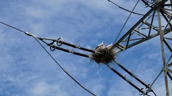 It’s Not Only Electrocution That’s Killing Birds on Power Lines