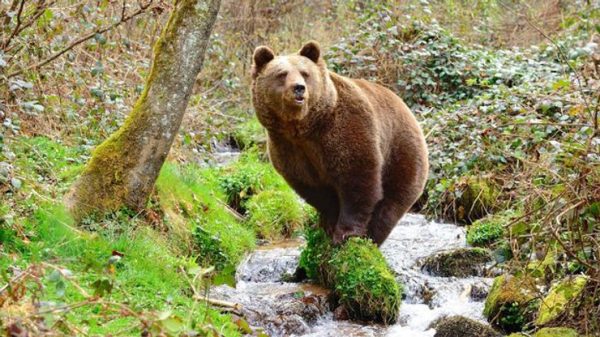 DANGEROUS BEAR ATTACK SPARKS DEBATE ON HOW MANY GRIZZLIES ARE TOO MANY