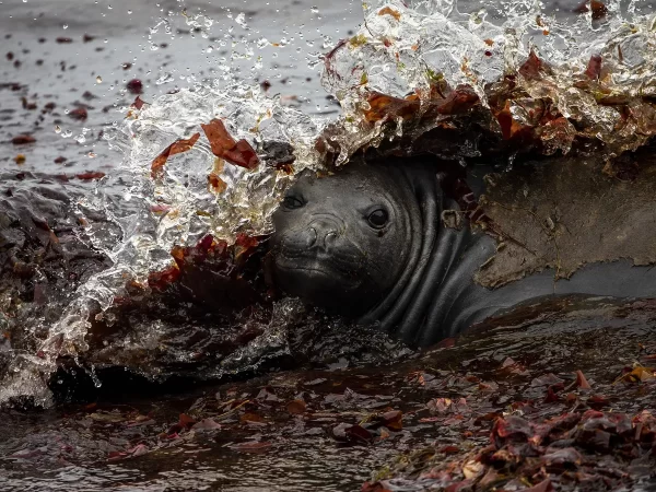 Northern Elephant Seals Only Sleep Two Hours Per Day–And they do it Under the Sea