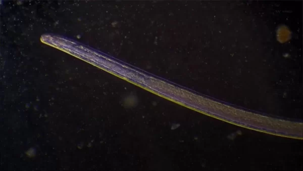 Worms have been Revived After Staying Frozen for 46,000 Years in Siberia