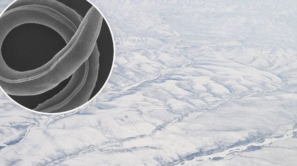 Worms Frozen in Siberian Permafrost Revived 46,000 Years Later