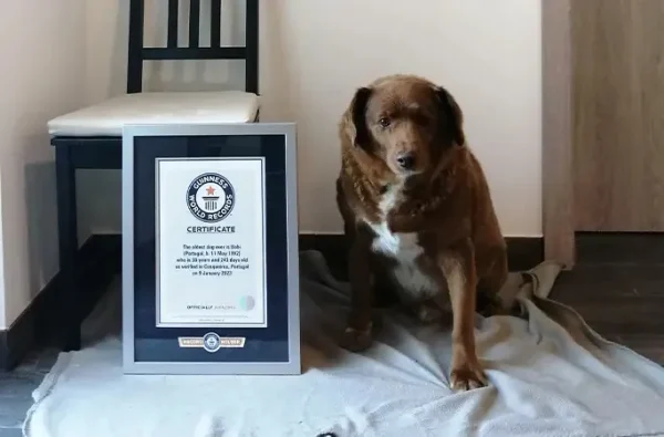 30-Year-Old Bobi Is The World’s Oldest Dog!