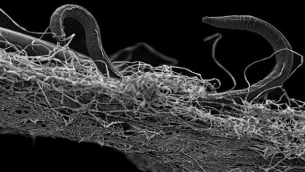 Worms Revived After Being Frozen for 46,000 Years